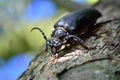 Black beetle woodcutter-tanner crawling on tree bark Royalty Free Stock Photo