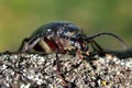 Black beetle woodcutter-tanner crawling on tree bark Royalty Free Stock Photo