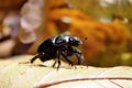 Black beetle woodcutter-tanner crawling on tree bark Royalty Free Stock Photo