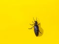 Black beetle on yellow background