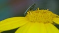 Black beetle in a yellow flower bud