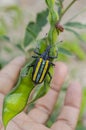 Stripe Beetle On Pigeon Peas