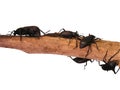 Black Beetles Royalty Free Stock Photo