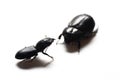 Black Beetles Royalty Free Stock Photo