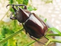 BLACK BEETLES ON BRANCHES