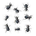 Black Beetles Royalty Free Stock Photo