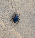 Black beetles darkling beetles, Blaps roam sands Royalty Free Stock Photo