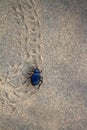 Black beetles darkling beetles, Blaps roam sands Royalty Free Stock Photo