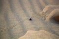 Black beetles darkling beetles, Blaps roam sands Royalty Free Stock Photo