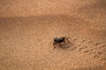 Black beetles darkling beetles, Blaps roam sands Royalty Free Stock Photo