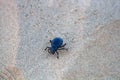 Black beetles darkling beetles, Blaps roam sands Royalty Free Stock Photo