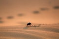 Black beetles darkling beetles, Blaps roam sands Royalty Free Stock Photo