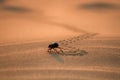 Black beetles darkling beetles, Blaps roam sands Royalty Free Stock Photo