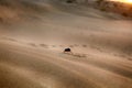 Black beetles darkling beetles, Blaps roam sands Royalty Free Stock Photo