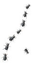 Black Beetles Marching In A Line