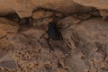 Black beetles mating in rock Royalty Free Stock Photo