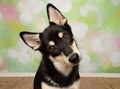 black and beige husky mix puppy dog looking at the camera portrait head tilt