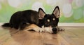 black and beige husky mix puppy dog lying down with head down