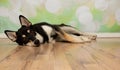 black and beige husky mix puppy dog lying down sideways