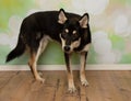 black and beige husky mix puppy dog standing up looking to the camera portrait