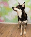 black and beige husky mix puppy dog standing up looking up to the left