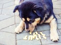 Black beige mongrel dog eats corn sticks. Photo with filter