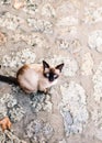 Black beige Siamese cat meowing