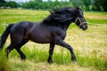 Black belarusian draft stallion horse galloping in the field