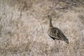 Black-bellied bustard in Kruger National park, South Africa Royalty Free Stock Photo