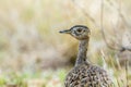 Black-bellied bustard in Kruger National park, South Africa