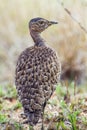 Black-bellied bustard in Kruger National park, South Africa Royalty Free Stock Photo