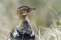 Black-bellied bustard in Kruger National park, South Africa Royalty Free Stock Photo