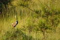 The black-bellied bustard Lissotis melanogaster, is an African ground-dwelling bird in the bustard family, Lake Mburo National P