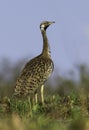 Black-bellied Bustard, Lissotis melanogaster