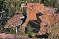 Black-bellied Bustard (Lissotis melanogaster)