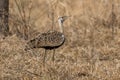 Black-bellied Bustard - Lissotis melanogaster