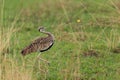 Black-bellied Bustard - Lissotis melanogaster