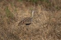 black bellied bustard, lissotis melanogaster, black bellied korhaan