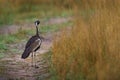 Black-bellied bustard, Lissotis melanogaster, on the gravel road near the grass, Okavango delta in Botswana in Africa. black-