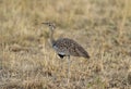 Black Bellied Bustard, Lissotis melanogaster, Masai Mara