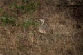 black bellied bustard, lissotis melanogaster, black bellied korhaan