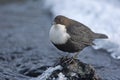 Black-bellied dipper, Cinclus cinclus cinclus