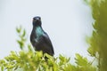 Black-bellied Glossy Starling bird Lamprotornis corruscus perched