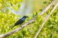 Black-bellied Glossy Starling bird Lamprotornis corruscus perched