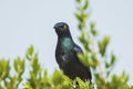 Black-bellied Glossy Starling bird Lamprotornis corruscus perched