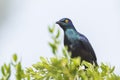 Black-bellied Glossy Starling bird Lamprotornis corruscus perched