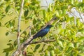 Black-bellied Glossy Starling bird Lamprotornis corruscus perched