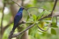 Black-bellied Glossy Starling