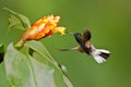 Black Bellied Hummingbird