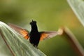 Black-bellied hummingbird stretching its wings, Costa Rica